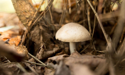 Close-up of mushroom growing on field