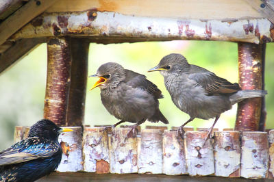 Pigeons perching on wood