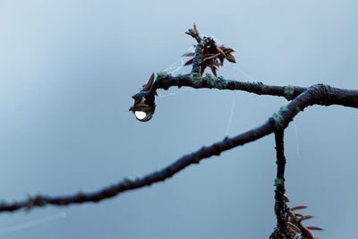 Low angle view of lizard on flower against clear sky