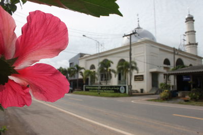 Close-up of flower tree against built structure