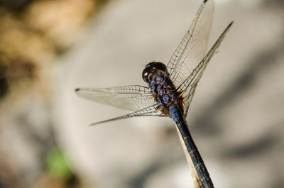 Close-up of damselfly on leaf