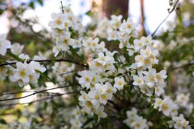 Close-up of white flowering plant