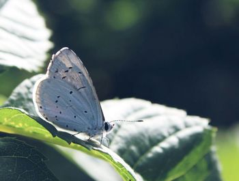 Close-up of butterfly on leaf