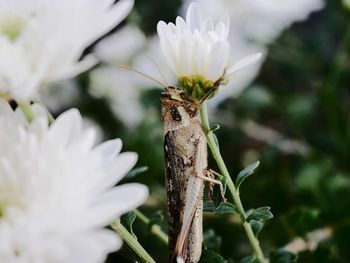 Close-up of insect on flower