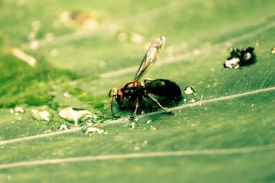 Close-up of insect on grass