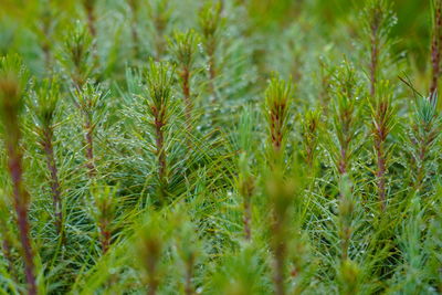 Close-up of fresh green plants in field