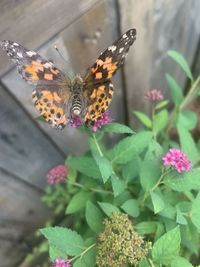 Close-up of butterfly pollinating on pink flower