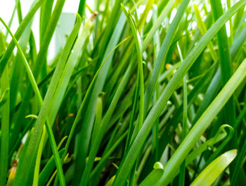 Close-up of grass growing in field