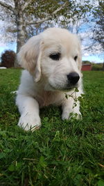 Close-up of puppy on grass