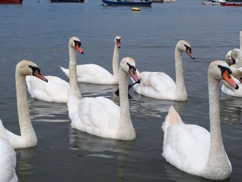 Swans swimming in lake