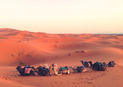 Herd on camels in desert against clear sky