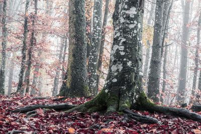 Trees in forest during autumn