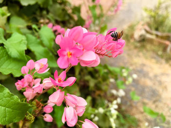 Close-up of pink flowers