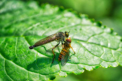 Close-up of insect on leaf