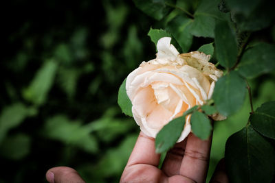 Close-up of hand holding leaf