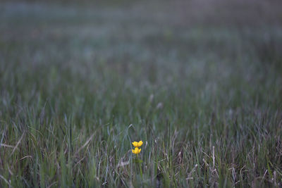 Close-up of wheat growing on field