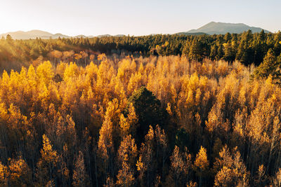 Aspen canopy illuminated by setting sun