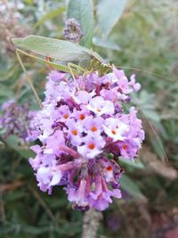 Close-up of insect on flowers