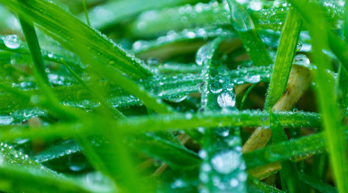 Close-up of water drops on grass