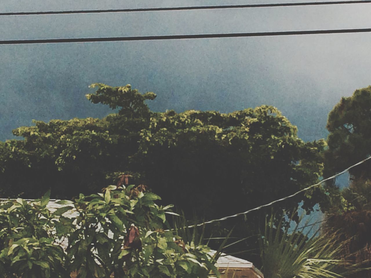 tree, growth, sky, low angle view, plant, green color, nature, beauty in nature, tranquility, leaf, scenics, cloud - sky, power line, tranquil scene, branch, lush foliage, outdoors, no people, day, green