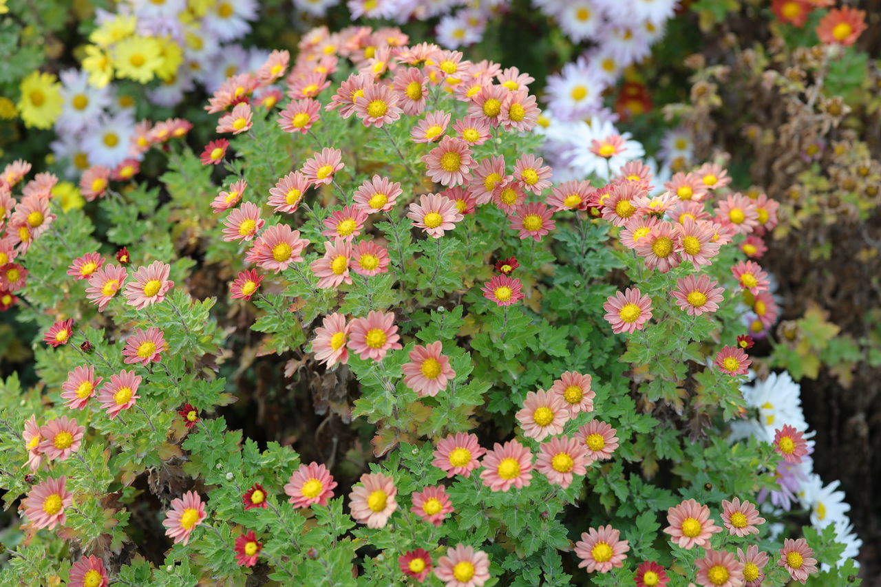 plant, flower, flowering plant, beauty in nature, freshness, nature, growth, no people, day, multi colored, green, outdoors, close-up, wildflower, plant part, fragility, leaf, botany, yellow, high angle view, land, flower head, inflorescence