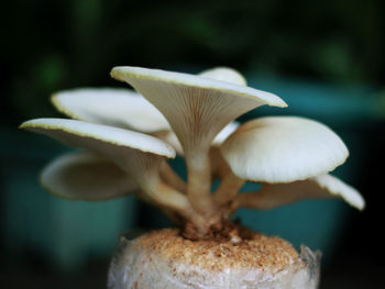 Close-up of white mushroom