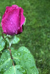 Close-up of wet pink rose in rainy season