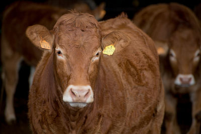 Portrait of cow