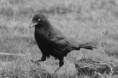 Side view of crow perching grass