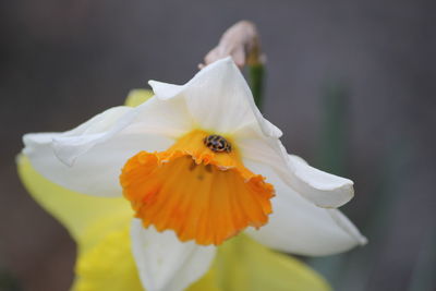 Close-up of insect on white flower
