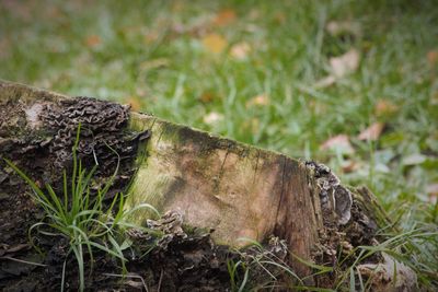 Close-up of log on field