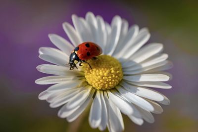 Close-up of insect on flower
