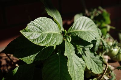 Close-up of green leaves