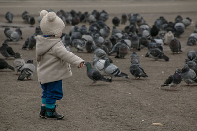Side view of child looking at pigeons on field