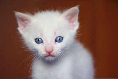 Close-up portrait of kitten