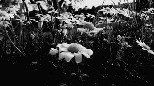 Close-up of white flowering plant on field