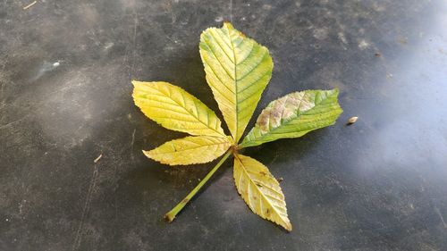 High angle view of leaves on plant during autumn