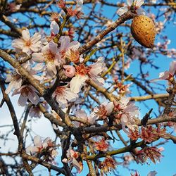 Low angle view of apple blossoms in spring