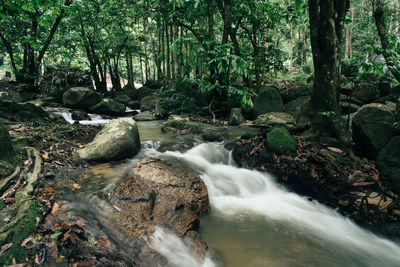 Scenic view of waterfall in forest