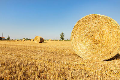 hay