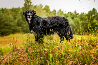 Black dog in a field