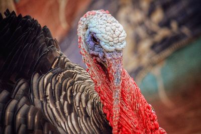 Close-up of a bird