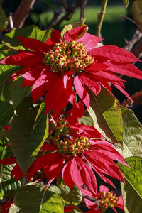 Close-up of red flowering plant