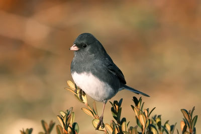 Close-up of bird