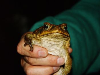 Close-up of hand holding lizard