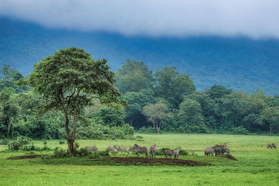 Scenic view of trees on field