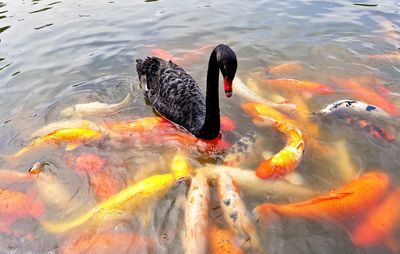 High angle view of black swan swimming in pond by koi fish