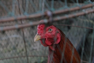 Close-up of rooster