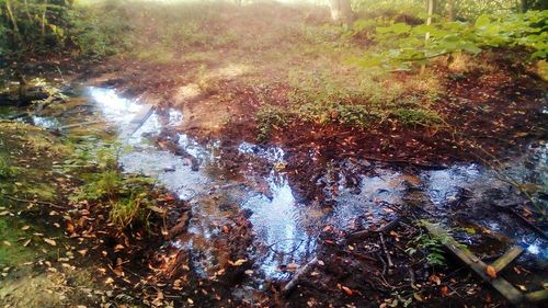 Scenic view of forest