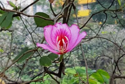 Close-up of pink flowers